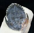 Large Hollardops Trilobite - Great Eye Detail #3134-2